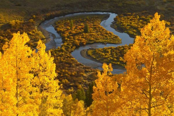 CO, Rocky Mts, Gunnison NF Autumn-colored aspens